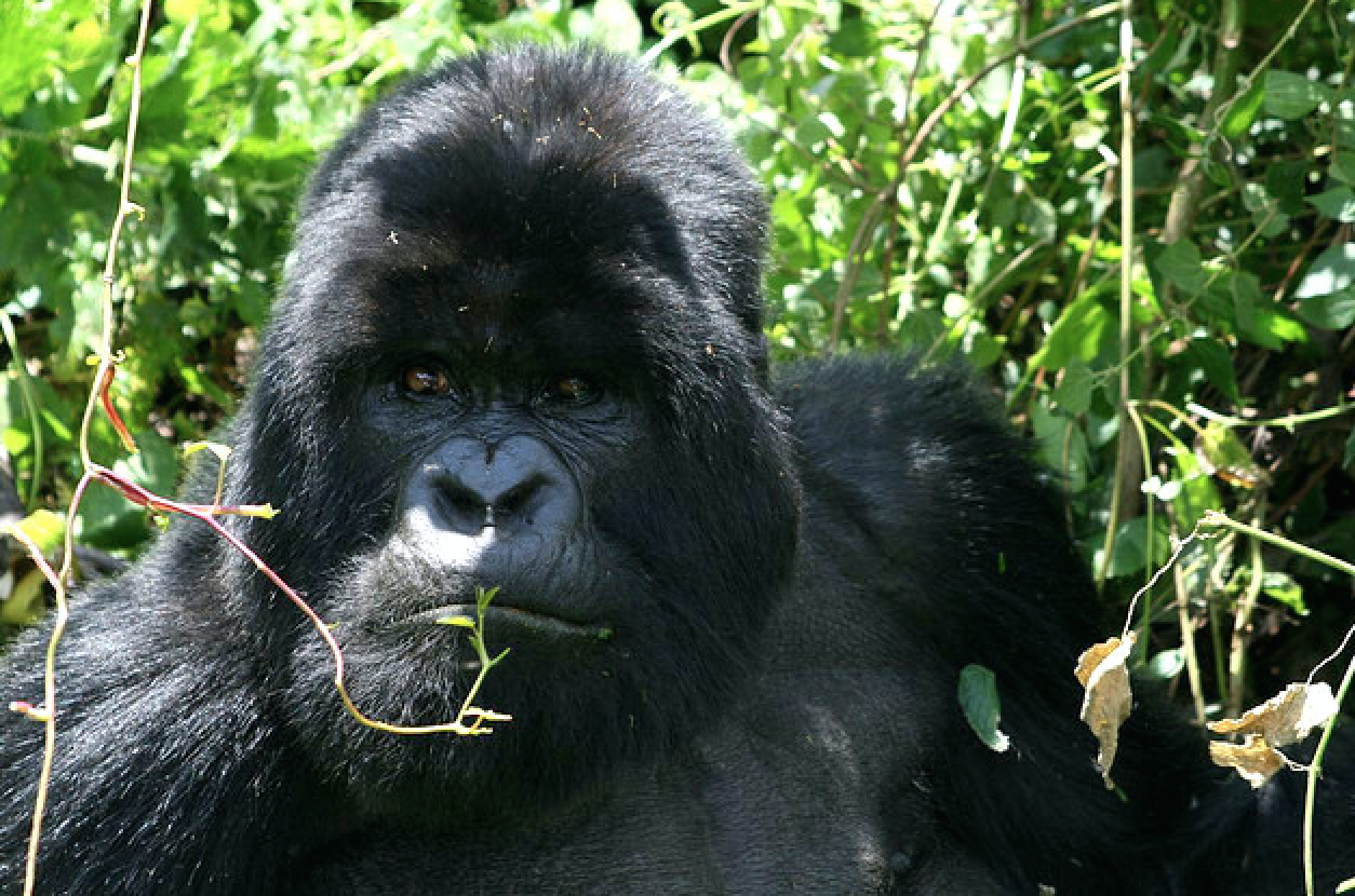 Gorilla, PNV, Rwanda