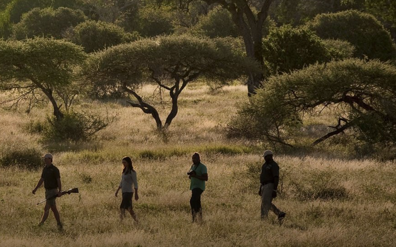 Guided Bush Walk in Sabi Sand