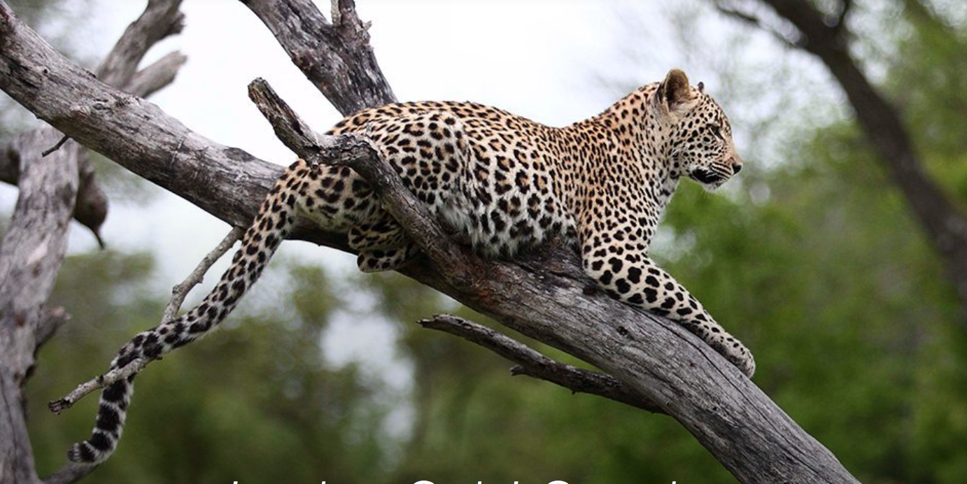 Leopard in Sabi Sand Reserve