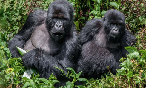 Gorilla Trekking Bwindi