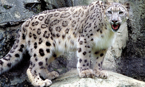 Snow Leopard