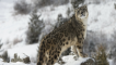 Elusive Snow Leopard Luxury Safari Club