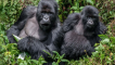 Gorilla Trekking Bwindi Luxury Safari Club