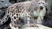 Snow Leopard Luxury Safari Club
