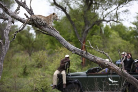 Sabi Sand Game Drive