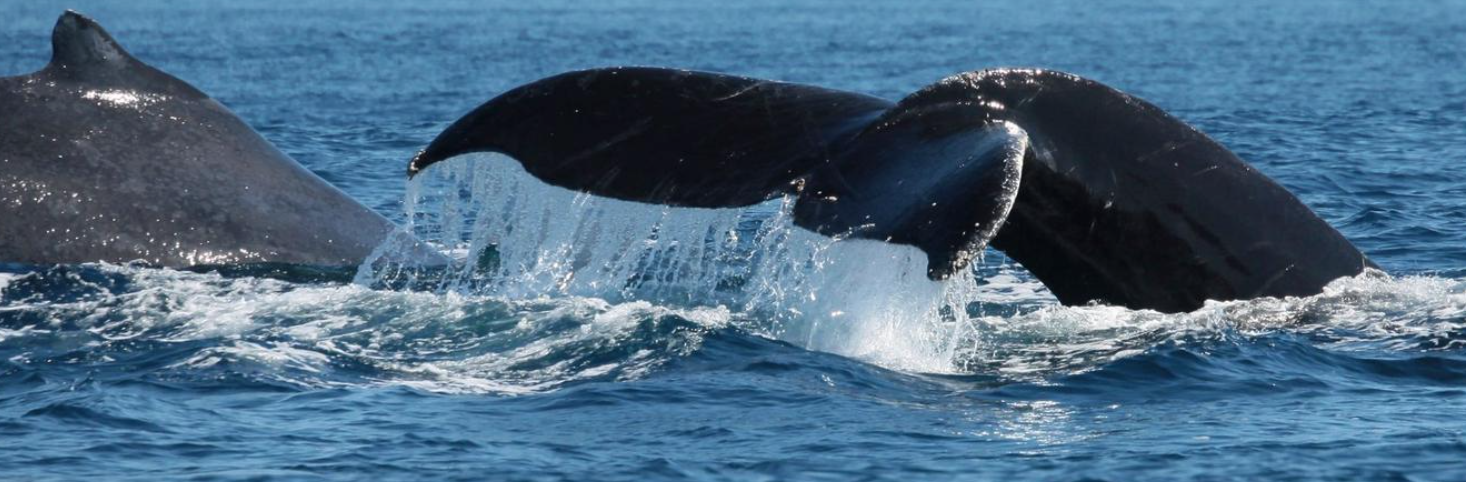 Whales, Hermanus