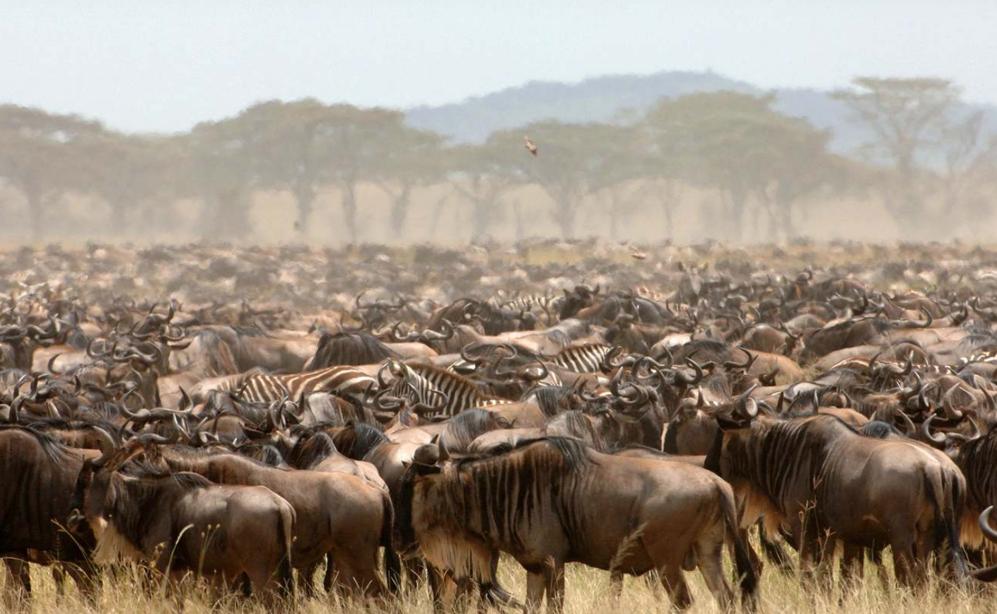 Wildebeest Migration