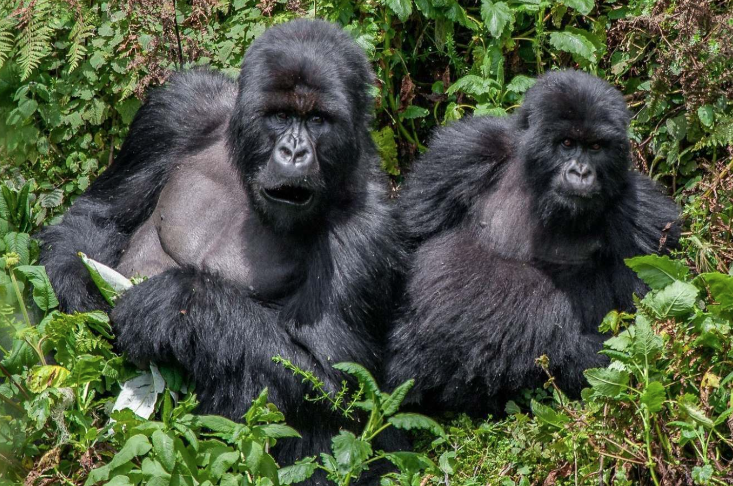 Bwindi Gorilla Trekking