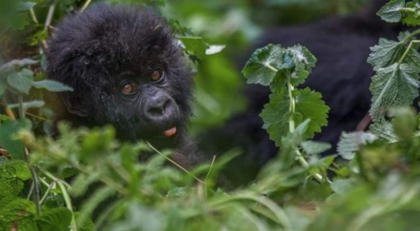 Gorilla Tracking Safari Rwanda
