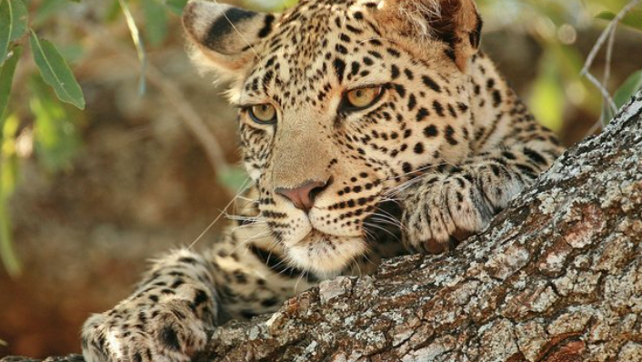 Botswana Highlights Safari