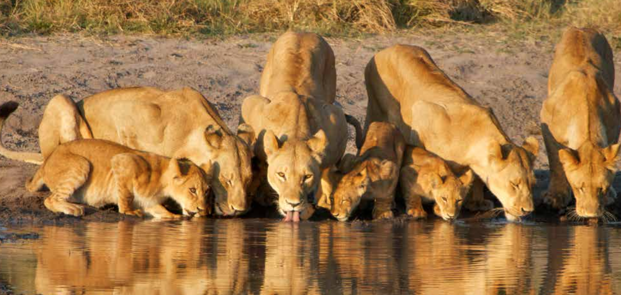Botswana Highlights Safari - Lions