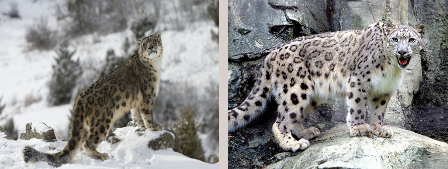 Snow Leopard